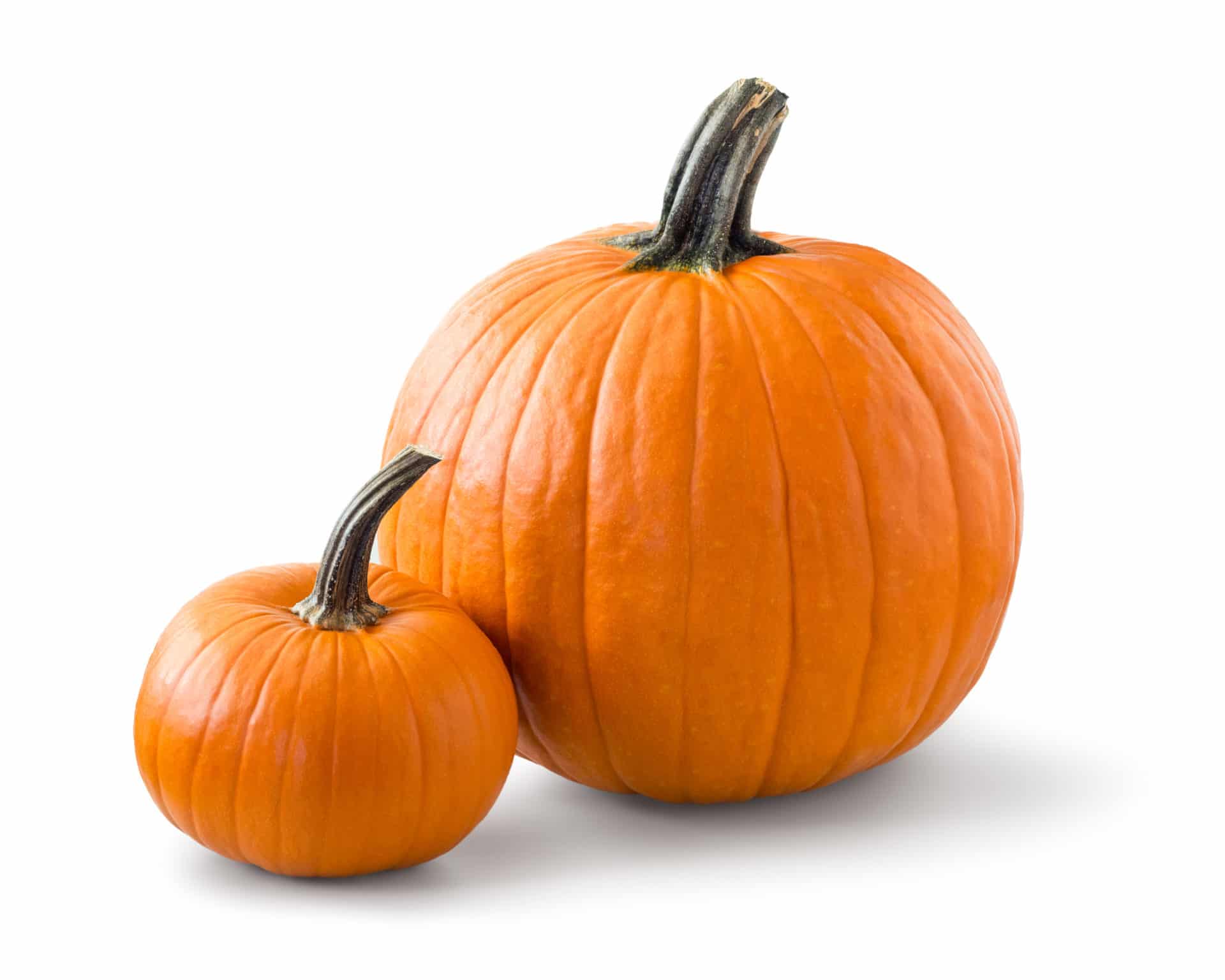Two pumpkins are featured to talk about the pumpkin plan and business. Two pumpkins are featured to talk about the pumpkin plan and business.